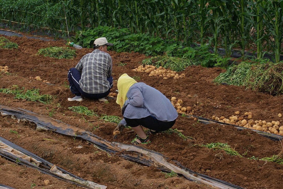 Northfield Potatoes 15