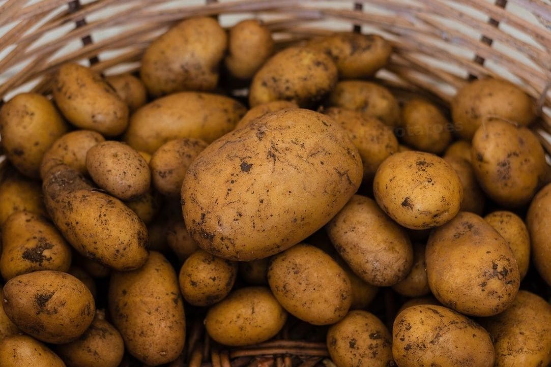 Northfield Potatoes 5